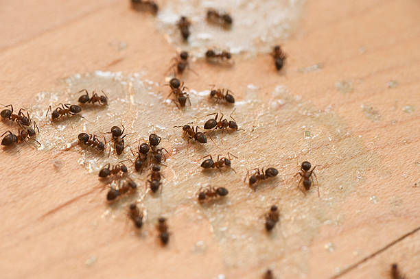 Best Pest Control Near Me in Selinsgrove, PA
